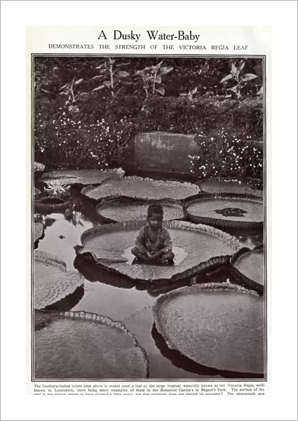 Indian boy sitting on Victoria Regia water lily leaf