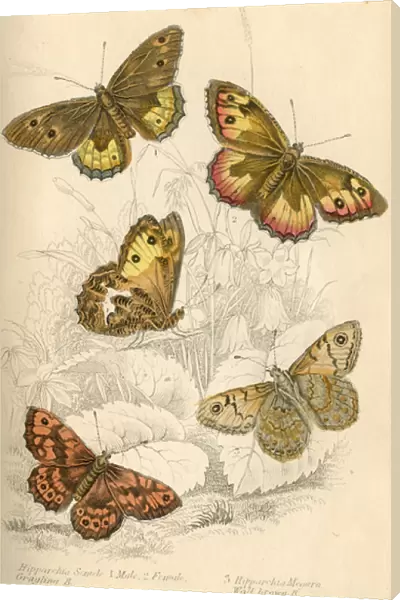 Grayling Butterflies