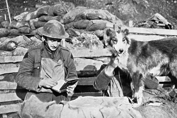 British messenger dog, WW1