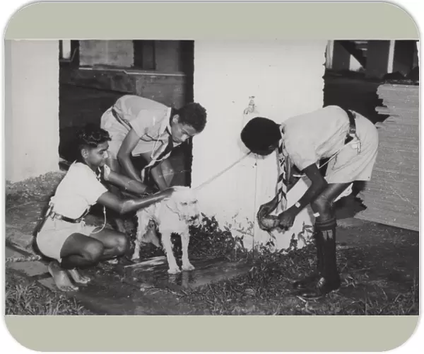 Boy scouts washing a dog, Georgetown, British Guyana