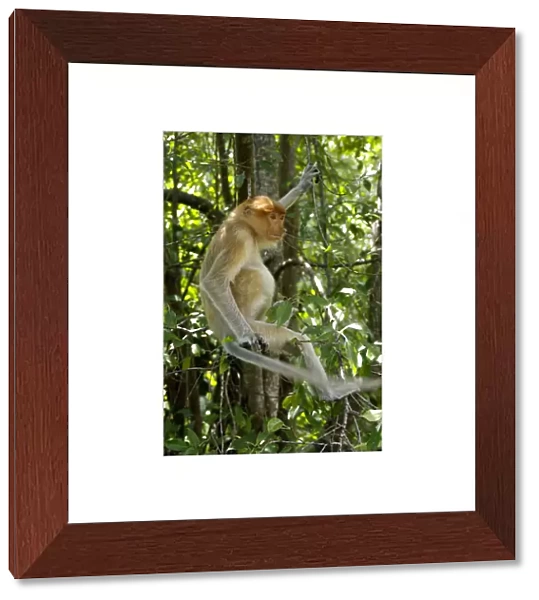 Young female Proboscis monkey (called Adi by sanctuary