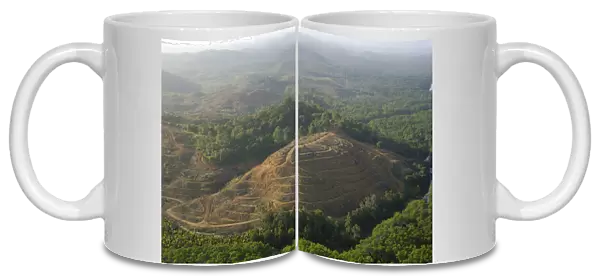Destruction of rainforest: preparation for oil-palm