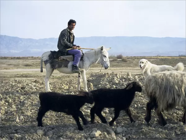 Turkmen shepherd on a donkey - accompanied by a