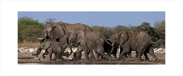 African Bush  /  Savanna Elephant - group at Klein