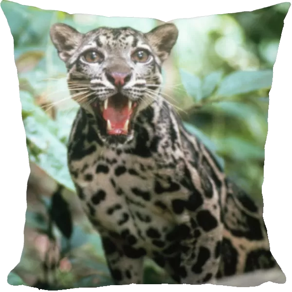 Clouded LEOPARD - snarling