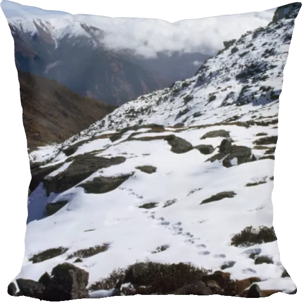 Snow Leopard Tracks - 4500m altitude
