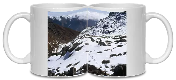 Snow Leopard Tracks - 4500m altitude