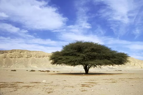 Egypt - Acacia tree in Arabian desert