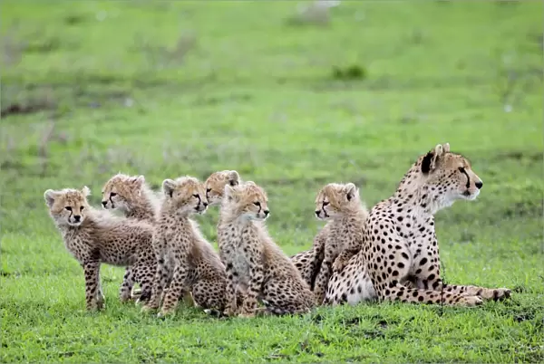 Cheetah family - Mother Cheetah with her 6 cubs
