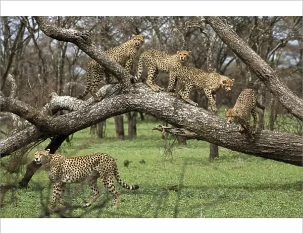 Cheetah family in trees - Mother Cheetah starts