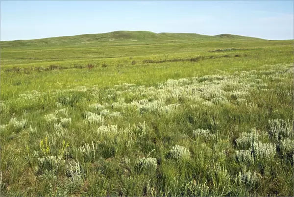 Russia - steppe in early summer