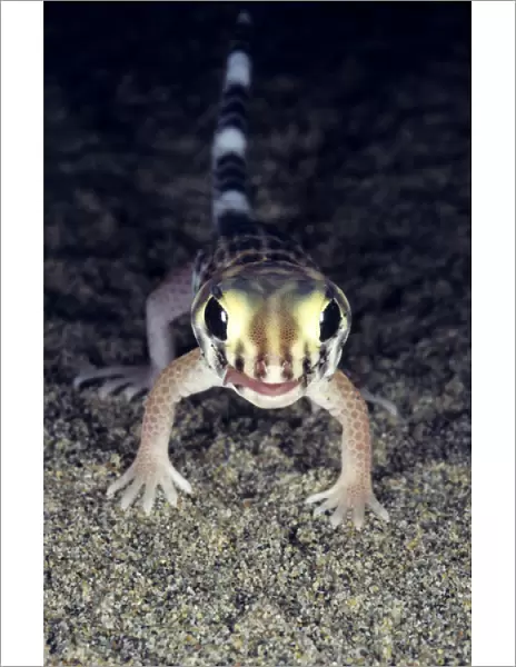 Common Wonder  /  Frog-eyed Gecko