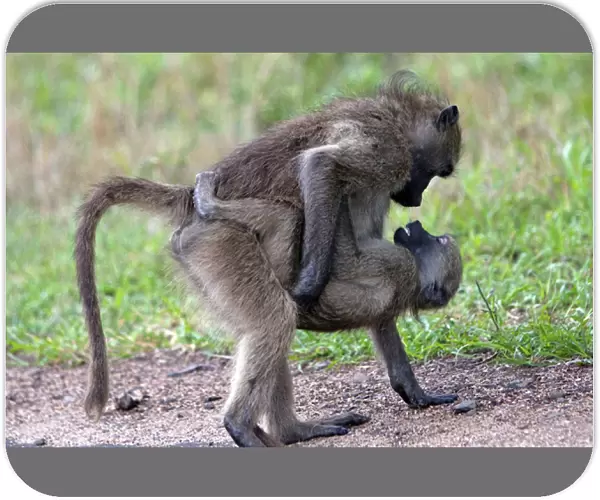 Chacma  /  Cape Baboon - sexual behaviour between baboons