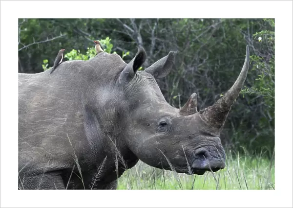 White Rhinoceros  /  Square-lipped Rhino