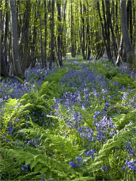 Common Bluebells flowering en mass - copse wood