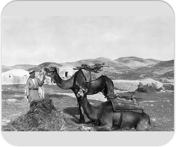 Man with two camels, Holy Land