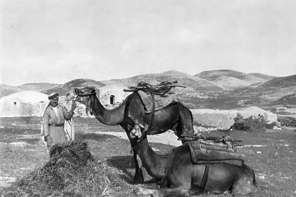 Man with two camels, Holy Land