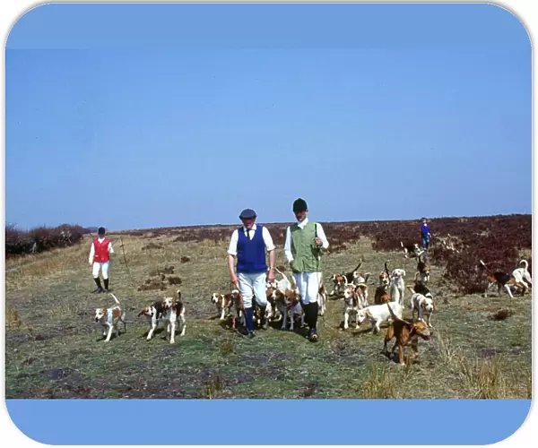 Hunting with beagles, Brayford, North Devon