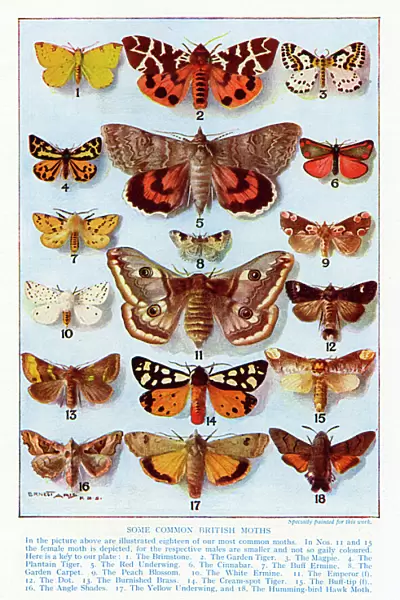 A selection of common British Moths