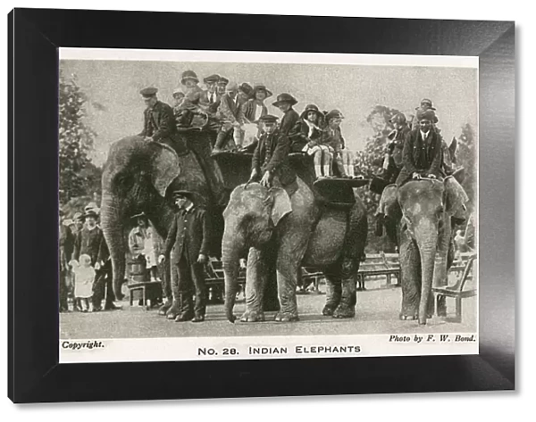 Indian elephants at London Zoo