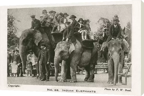 Indian elephants at London Zoo