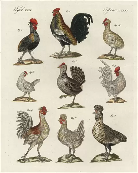 Chicken breeds, Gallus gallus domesticus