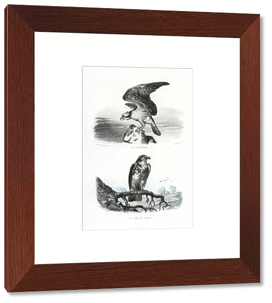 Osprey and short-toed snake eagle