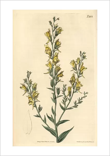 Tall broom-like toad flax, Linaria genistifolia var procera