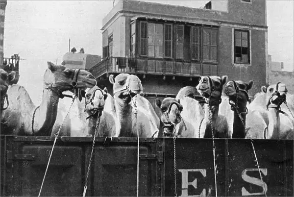 Camels leaving Cairo for the Front, WW1
