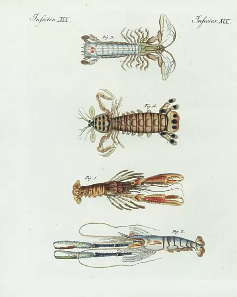Scampi, shrimp, crayfish, and mantis shrimp