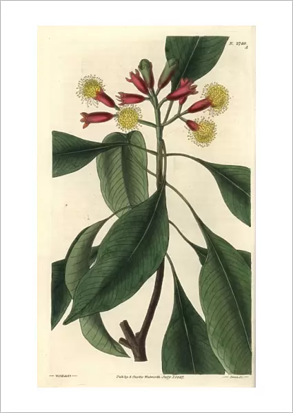 Caryophyllus aromaticus, clove spice tree in