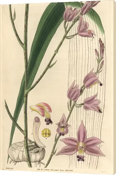 Sharp-petaled bletia or pine pink orchid, Bletia