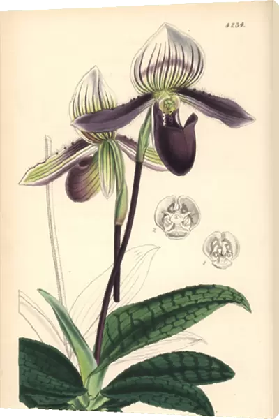Bearded ladies slipper orchid, Cypripedium barbatum