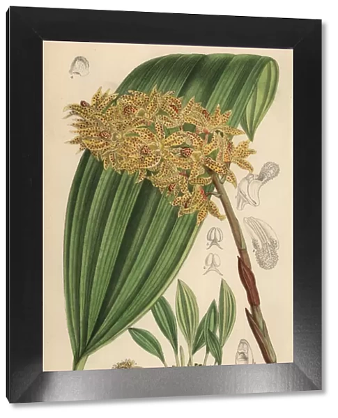 Xylobium leontoglossum, spotted orchid native