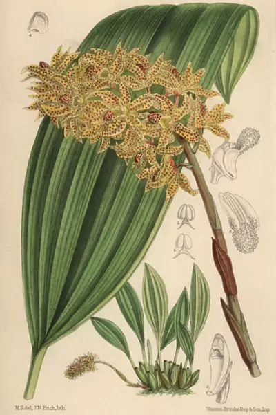 Xylobium leontoglossum, spotted orchid native