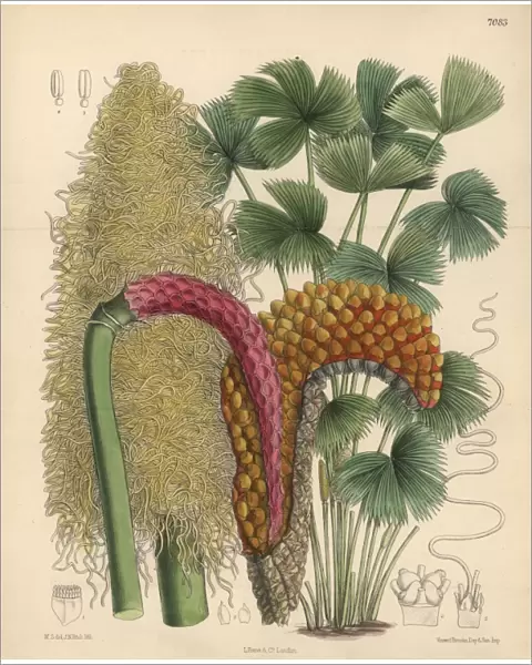 Carludovica rotundifolia, palm native to Costa Rica