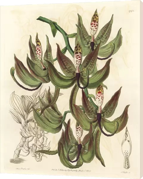 Loddiges swanwort orchid, Cycnoches loddigesii