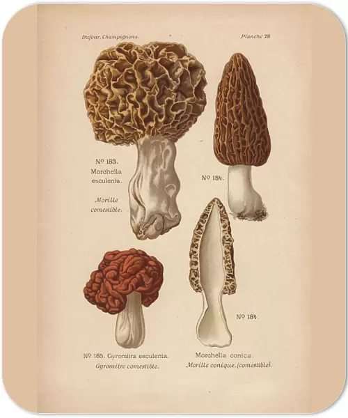 Morel mushrooms: Morchella esculenta, M conica