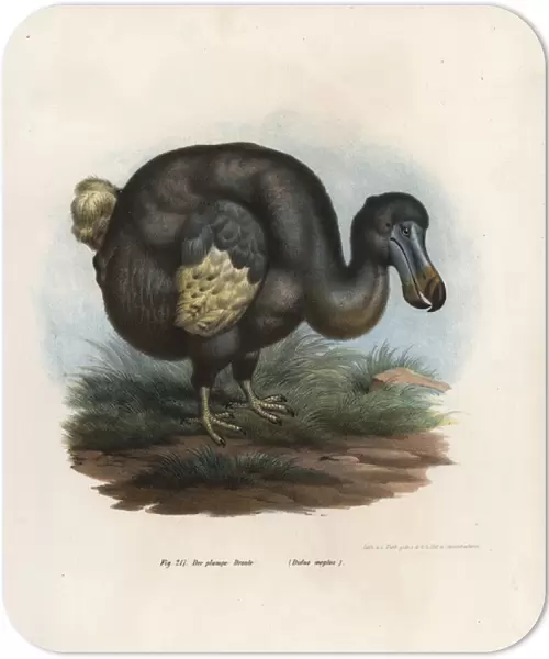Dodo, Raphus cucullatus, extinct bird