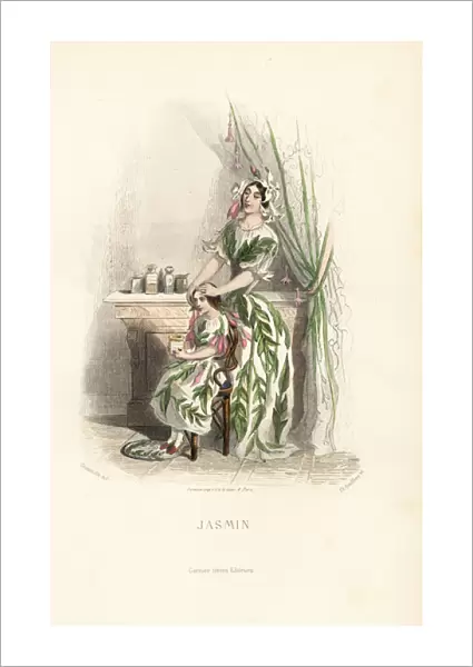 Jasmine flower fairy, Jasminum officinale