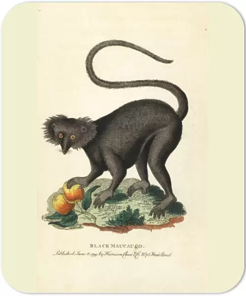 Black maucauco or black lemur, Eulemur macaco