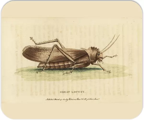 Great locust