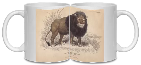 Cape or black-maned lion, Panthera leo melanochaita