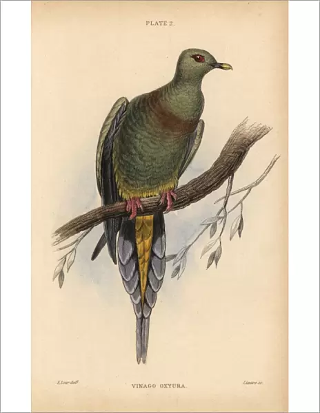 Sumatran Green Pigeon, Treron oxyurus Near threatened