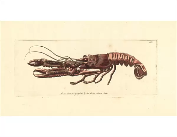 Norway lobster, Nephrops norvegicus
