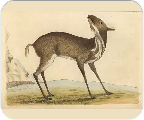 Pygmy musk deer or royal antelope, Moschus pygmaeus