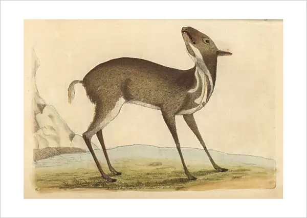 Pygmy musk deer or royal antelope, Moschus pygmaeus