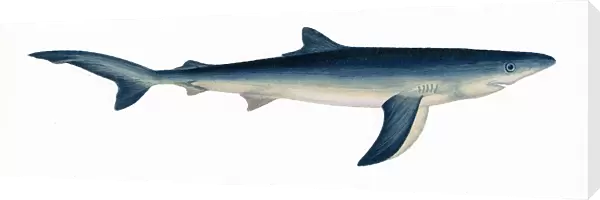 Prionace glauca, or blue shark