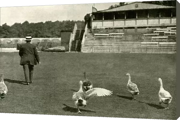 WW1 - Lords Cricket Ground used as a Goose Farm, 1915