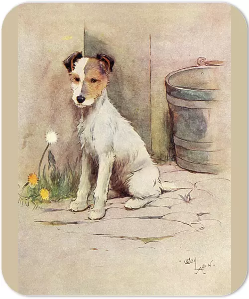 Frontispiece illustration, Peter, the fox terrier